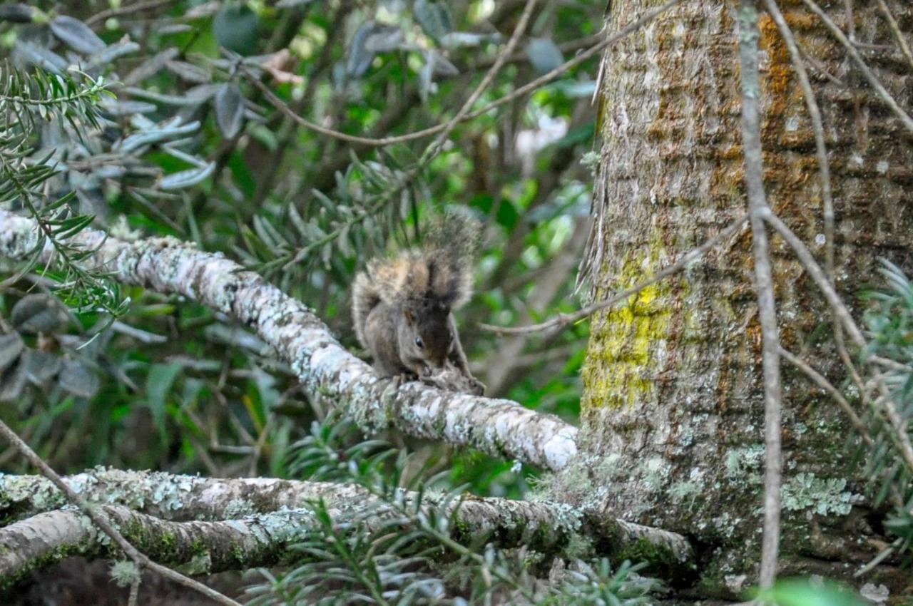 Pousada Confraria Da Terra Campos do Jordão Eksteriør billede